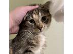 Adopt Smush a Tortoiseshell Domestic Shorthair / Mixed cat in Boulder