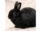 Adopt Mimzy a Satin / Mixed rabbit in Shelley, ID (38601969)