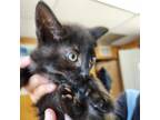 Adopt Liquorice a All Black Domestic Shorthair / Mixed cat in San Pablo