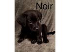 Adopt Noir a Labrador Retriever