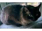 Adopt Fancy a Brown or Chocolate Siamese (long coat) cat in Pasadena