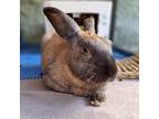 Adopt Teddy a Cinnamon / Mixed rabbit in Kanab, UT (38601598)