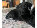 Adopt Sharpie a Labrador Retriever