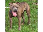 Adopt Willis a Brindle American Pit Bull Terrier / Mixed dog in Springfield