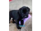 Adopt Tiptoe a Black Dachshund / Mixed dog in Dallas, TX (38601403)