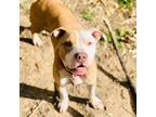 Adopt Lenny a Tan/Yellow/Fawn American Pit Bull Terrier / Mixed dog in Dallas