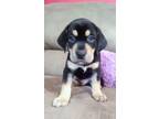 Adopt Scrunchie a Black - with Tan, Yellow or Fawn Dachshund / Mixed dog in