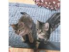 Adopt Donny a Tan or Fawn Domestic Shorthair / Mixed cat in Mondovi
