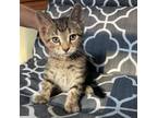 Adopt Gordon a Brown or Chocolate Domestic Shorthair / Mixed cat in Mondovi