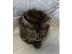 Adopt Gray Baby a Gray or Blue Domestic Mediumhair cat in Cedartown