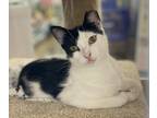 Adopt Mischief a Black & White or Tuxedo Domestic Shorthair (short coat) cat in