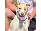 Adopt Tank a White - with Tan, Yellow or Fawn Border Collie / Mixed dog in