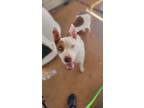 Adopt Teddy a White - with Tan, Yellow or Fawn Pit Bull Terrier / Mixed Breed