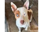 Adopt Teddy a White - with Tan, Yellow or Fawn Pit Bull Terrier / Mixed Breed