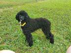 Adopt Mitski a Black - with White Miniature Poodle / Mixed dog in Milton