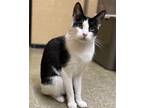 Adopt Danny a Black & White or Tuxedo Domestic Shorthair (short coat) cat in