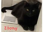 Adopt Ebony a All Black Domestic Shorthair / Domestic Shorthair / Mixed cat in