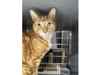 Adopt Teddy a Orange or Red (Mostly) Domestic Shorthair (short coat) cat in