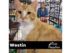 Adopt Westin a Orange or Red Tabby Tabby (short coat) cat in Dallas