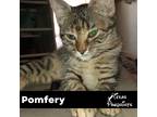 Adopt Pomfery a Brown Tabby Tabby (short coat) cat in Dallas, TX (38600544)