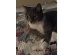 Adopt Trouper a Gray or Blue Domestic Shorthair / Mixed (short coat) cat in