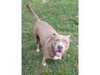 Adopt Olivia Rose a Tan/Yellow/Fawn - with White American Staffordshire Terrier