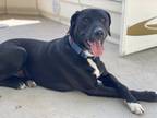 Adopt Kaige a Black - with White Labrador Retriever dog in Brewster