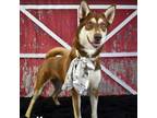 Adopt Keeva a Brown/Chocolate Husky / Mixed dog in Yuma, AZ (38600218)