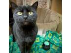Adopt Catitude a All Black Domestic Shorthair / Mixed cat in Rochester