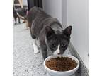 Adopt Poet a Gray or Blue Domestic Shorthair / Mixed cat in Toledo