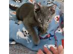 Adopt Stardust a Gray or Blue Russian Blue / Domestic Shorthair / Mixed cat in