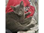 Adopt Pumyra a Gray or Blue Russian Blue / Domestic Shorthair / Mixed cat in