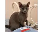 Adopt Cloud a Gray or Blue Russian Blue / Domestic Shorthair / Mixed cat in Fort