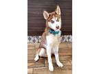 Adopt Parker a Red/Golden/Orange/Chestnut - with White Siberian Husky / Mixed