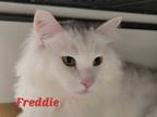 Adopt Freddie a White Domestic Mediumhair / Domestic Shorthair / Mixed cat in
