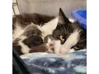 Adopt Hera a All Black Domestic Shorthair / Mixed cat in Kingman, KS (38599694)