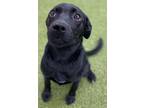 Adopt Catniss a Black Labrador Retriever / Mixed dog in PLANO, TX (38599569)
