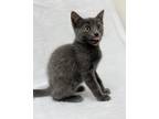 Adopt Audrey a Gray or Blue Domestic Shorthair (short coat) cat in Greensboro