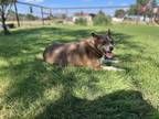 Adopt Sabrina a Brindle - with White Australian Cattle Dog / Mixed dog in