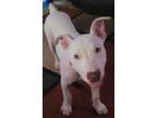 Adopt Casper a White Bull Terrier / Mixed dog in PLANO, TX (38599325)