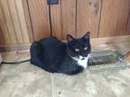 Adopt Hope a Black & White or Tuxedo Domestic Shorthair (short coat) cat in