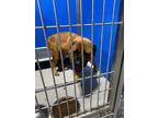 Adopt Journey a Brown/Chocolate Bullmastiff dog in Whiteville, NC (38599195)