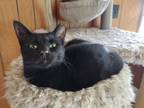 Adopt Lokie a All Black Domestic Shorthair (short coat) cat in York