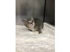 Adopt Archie a Brown or Chocolate Domestic Shorthair / Domestic Shorthair /