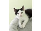 Adopt Cupcake a All Black Domestic Shorthair / Domestic Shorthair / Mixed cat in