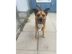 Adopt Sunny a Red/Golden/Orange/Chestnut Shepherd (Unknown Type) / Husky / Mixed