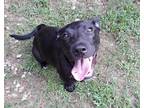 Adopt Butch a Black - with White American Pit Bull Terrier / Labrador Retriever