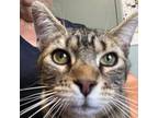 Adopt Burt a Brown or Chocolate Domestic Shorthair / Mixed cat in Arlington