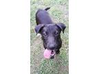 Adopt Little Star a Black - with White American Pit Bull Terrier / Mixed dog in