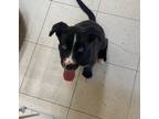 Adopt Vader a Black Cane Corso / Husky / Mixed dog in Bathurst, NB (38597705)